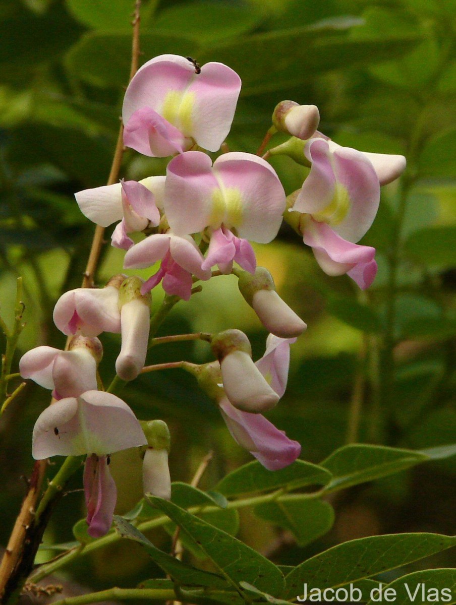 Gliricidia sepium (Jacq.) Steud.